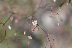 Eriogonum spergulinum