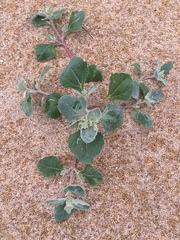 Atriplex laciniata
