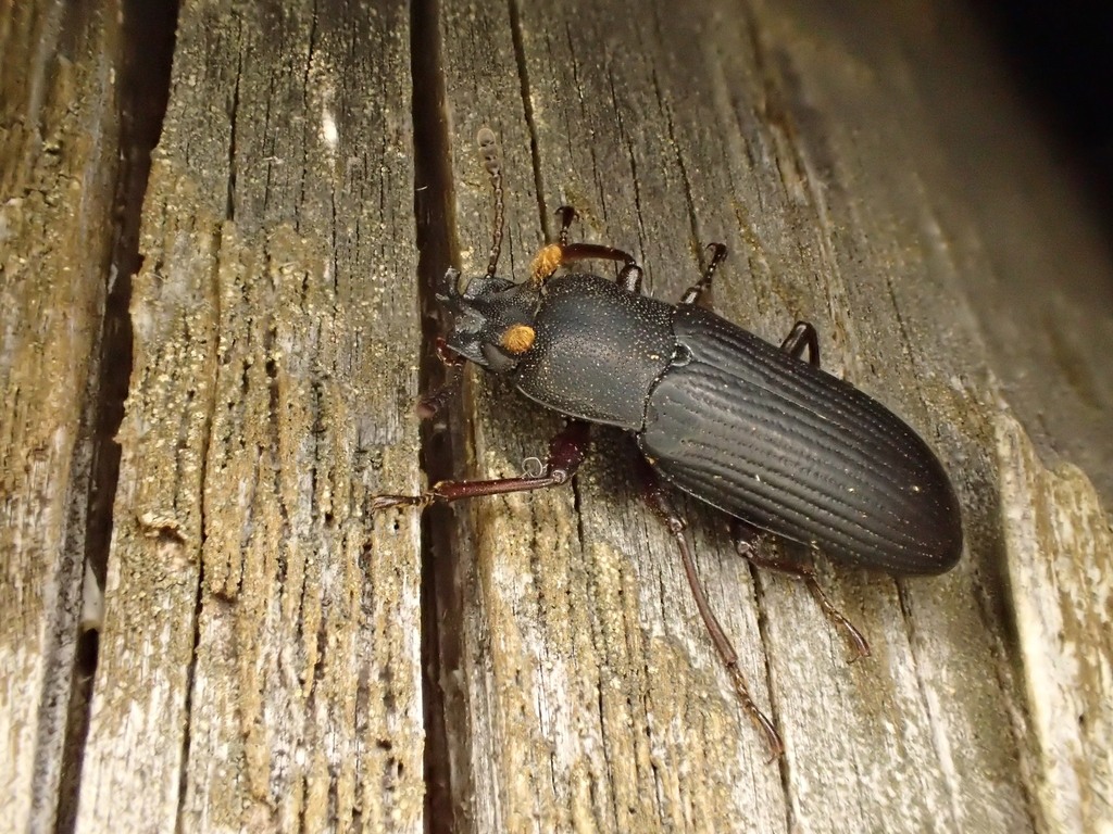 Toxicum tricornutum