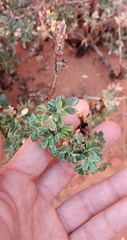 Polylepis tomentella