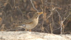Turdus unicolor