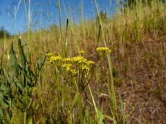 Lomatium triternatum brevifolium