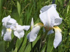 Iris × germanica