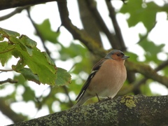 Fringilla coelebs