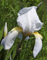 Iris × germanica