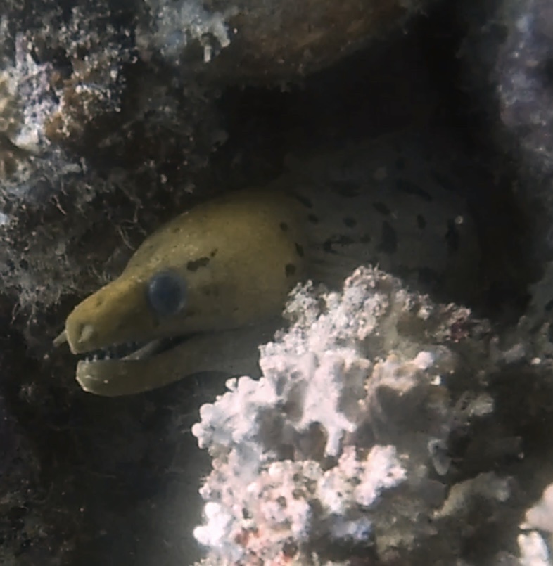 Fimbriated moray