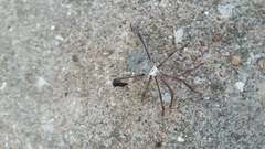 Acanthocephala declivis