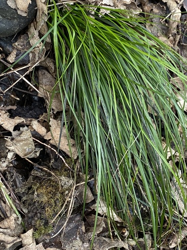 Image of Carex uncinata by no rights reserved