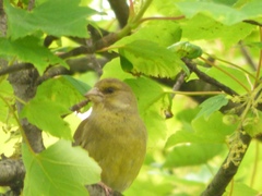 Chloris chloris