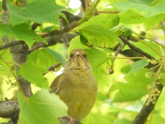 Chloris chloris