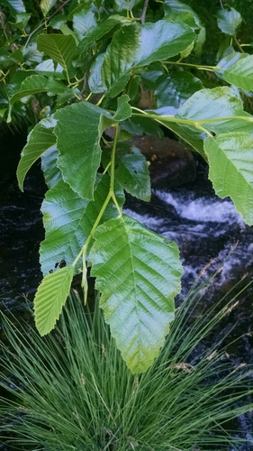 iNaturalist observation photo of alders