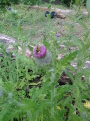 Bombus mixtus