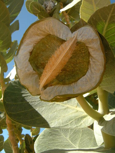 giant milkweed