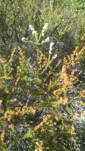 iNaturalist observation photo of chamise