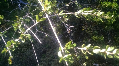 iNaturalist observation photo of Buckbrush