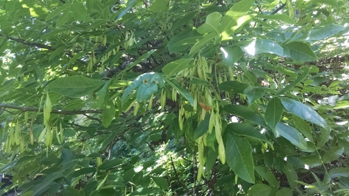iNaturalist observation photo of Oregon Ash