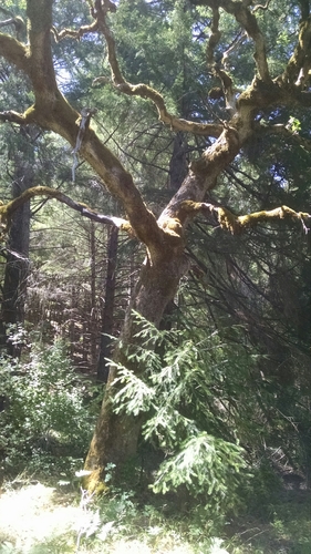 iNaturalist observation photo of Oregon oak