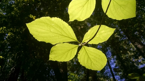 iNaturalist observation photo of dogwoods