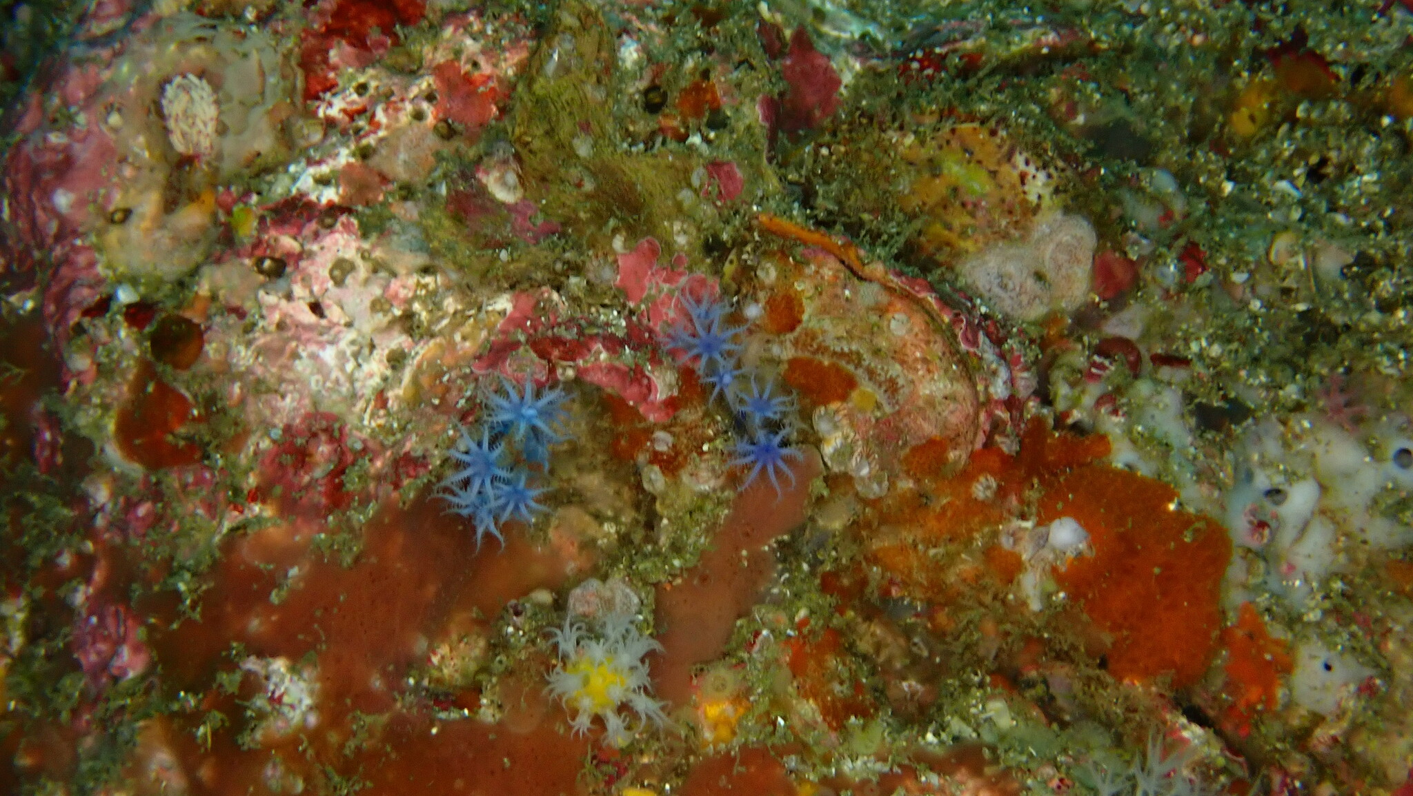 Anthogorgia caerulea Grasshoff, 2000