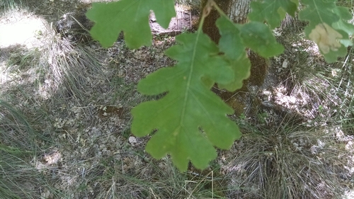 iNaturalist observation photo of Oregon oak