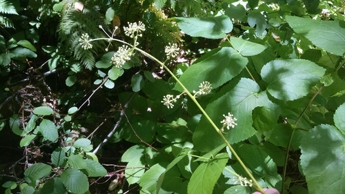 iNaturalist observation photo of California Spikenard