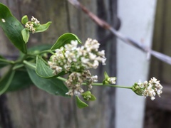 Lepidium latifolium
