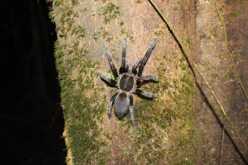 Selenocosmia lanipes