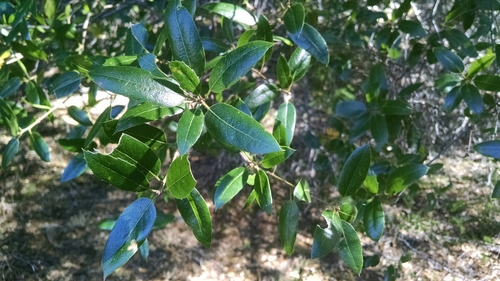 iNaturalist observation photo of American subevergreen oak complex