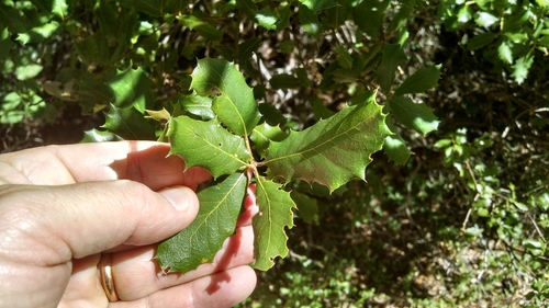 iNaturalist observation photo of oaks