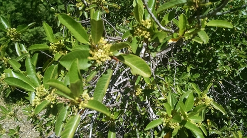 iNaturalist observation photo of coffeeberry