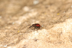 Tatianaerhynchites aequatus