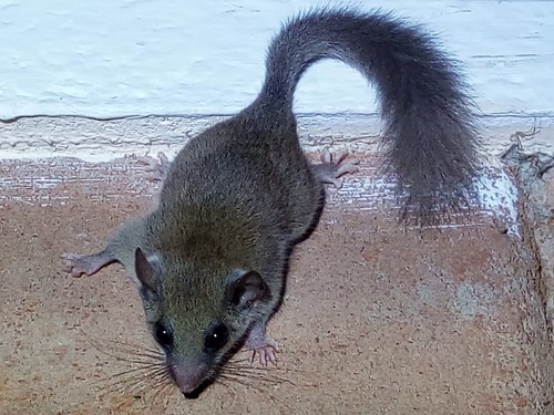 Lorraine's African Dormouse (Graphiurus lorraineus) — Least Concern Mammalia