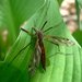 Tipula dorsimacula - Photo (c) Benny Mazur, algunos derechos reservados (CC BY)