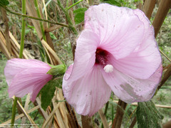 Hibiscus striatus