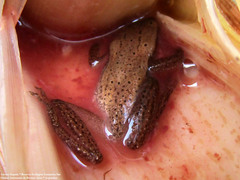 Dendropsophus nanus