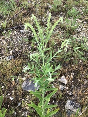 Lithospermum molle