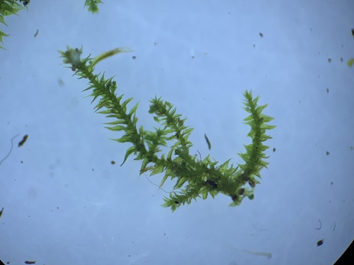 Lindbergia brachyptera, 2023-06-25