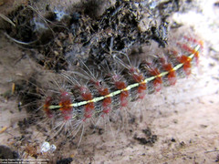 Paracles fusca