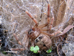 Polybetes rapidus
