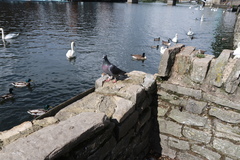 Columba livia domestica