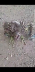 Nycticorax nycticorax