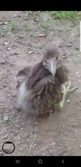Nycticorax nycticorax