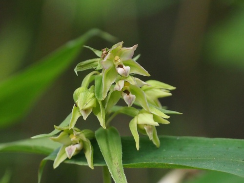 Epipactis papillosa iNat (1)