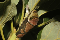 Papilio menatius victorinus