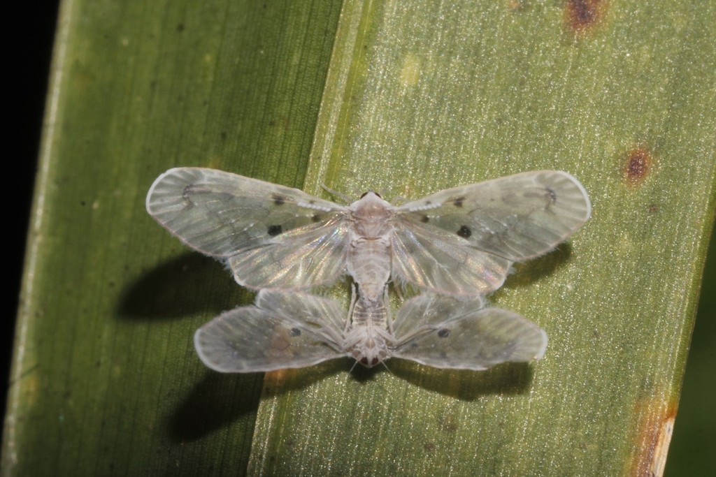 Dysimia pseudomaculata