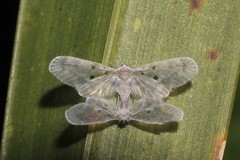 Dysimia pseudomaculata