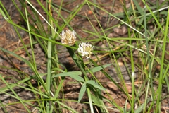 Trifolium longipes