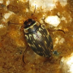 Nectoboreus aequinoctialis