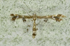 Geina periscelidactylus