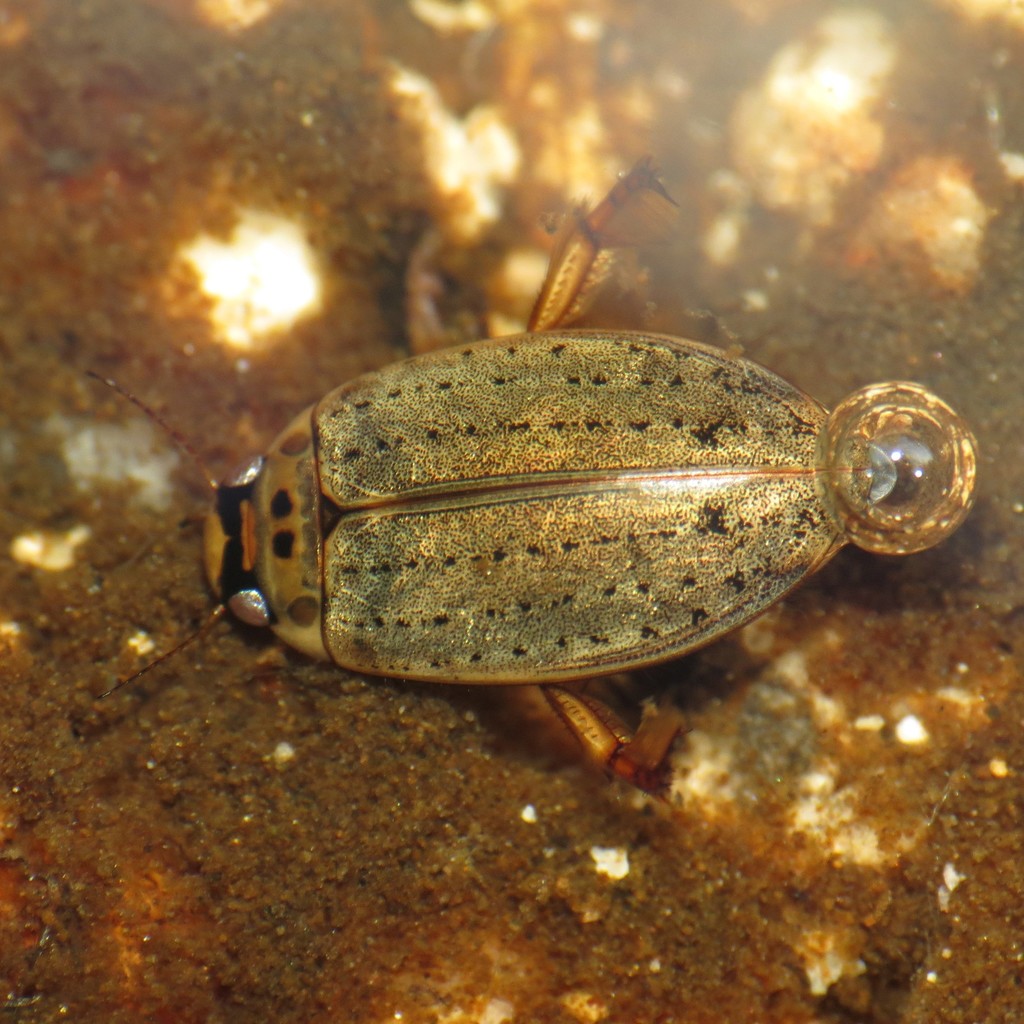 Rhantus gutticollis